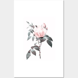 Rose Posters and Art